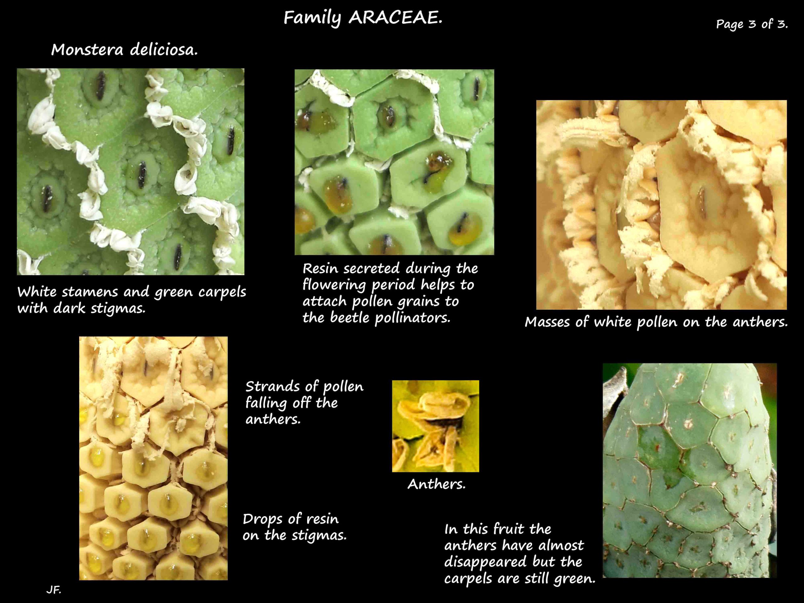 3 Monstera stamens & carpels